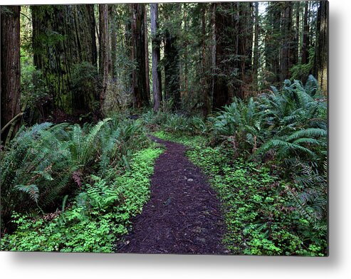 Path Metal Print featuring the photograph Path Through the Redwoods by Rick Pisio