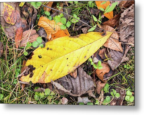 Asimina Triloba Metal Print featuring the photograph Paw Paw Leaf Fall Colors by Edie Ann Mendenhall