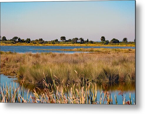 Nature Metal Print featuring the photograph Peace On A St Marks Lagoon by DB Hayes