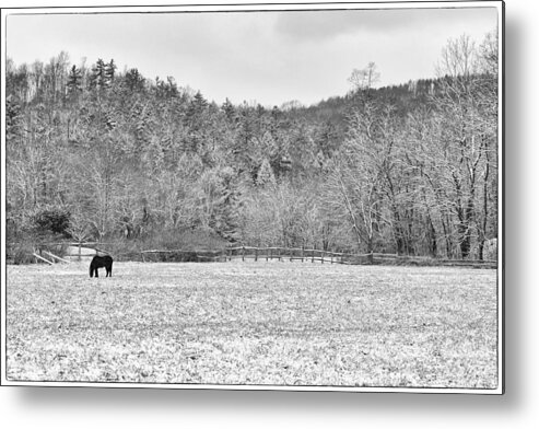 Horse Metal Print featuring the photograph Peace on Earth by Monroe Payne