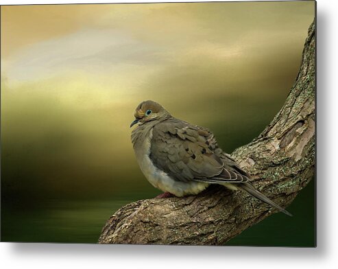 Dove Metal Print featuring the photograph Peaceful Dove by Cathy Kovarik