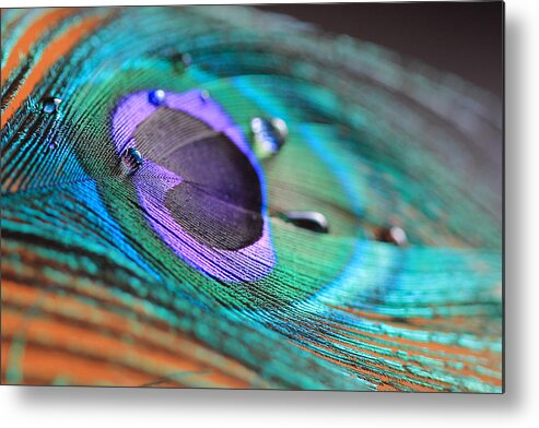 Peacock Metal Print featuring the photograph Peacock Feather with Water Drops by Angela Murdock