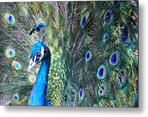 Peacock Metal Print featuring the photograph Peacock by Julia Ivanovna Willhite