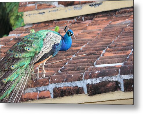 Peacock Metal Print featuring the photograph Peacock on Rooftop by Samantha Delory