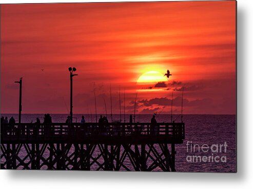 Topsail Island Metal Print featuring the photograph Pelican by DJA Images