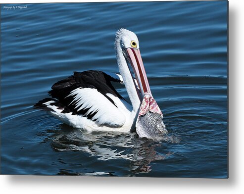 Pelican Photography Metal Print featuring the photograph Pelican fishing 6661 by Kevin Chippindall