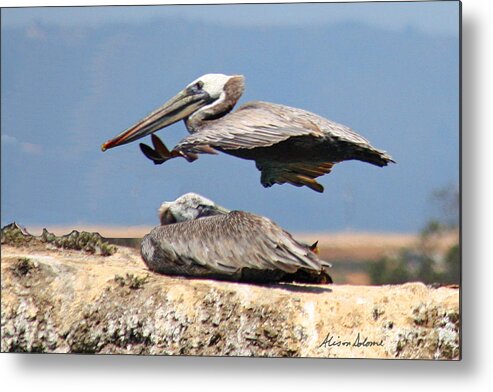Pelican Metal Print featuring the photograph Pelican Leap Frog by Alison Salome