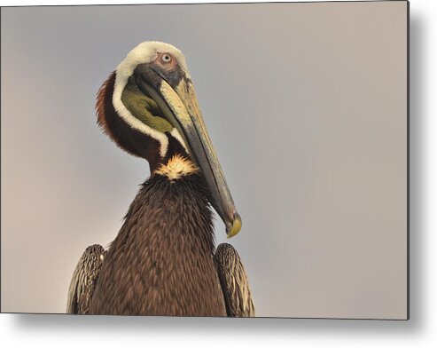 Pelican Metal Print featuring the photograph Pelican by Nancy Landry