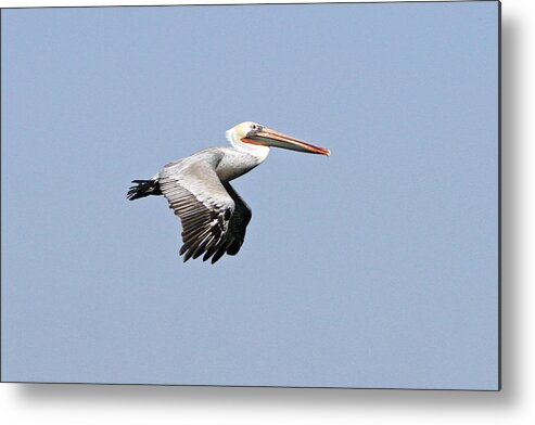 Pelican Metal Print featuring the photograph Pelican on the Wing by Shoal Hollingsworth