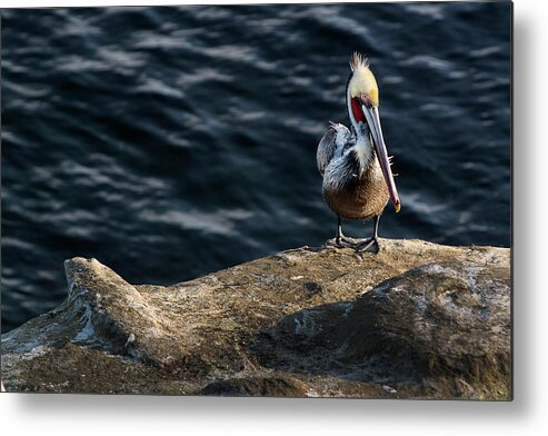 Phenicie Metal Print featuring the photograph Pelican1 by James David Phenicie