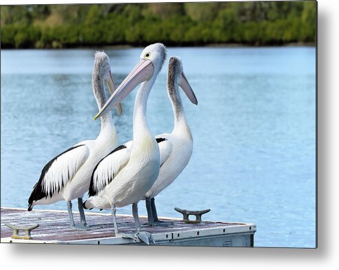 Pelicans Australia Metal Print featuring the photograph Pelicans 6663. by Kevin Chippindall