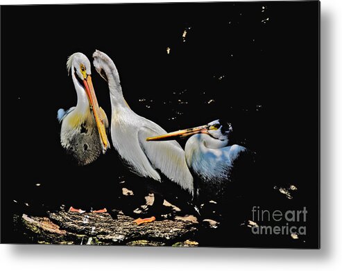 Pelicans Metal Print featuring the photograph Pelicans in the Sun Impressionistic 2 by David Frederick