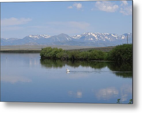 Animal Metal Print featuring the photograph Pelicans Walden Res Walden CO by Margarethe Binkley