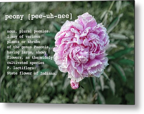 Peony By Definition Metal Print featuring the photograph Peony by Definition by Sharon Popek