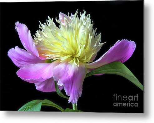 Flower Metal Print featuring the photograph Peony On Black by Sharon McConnell