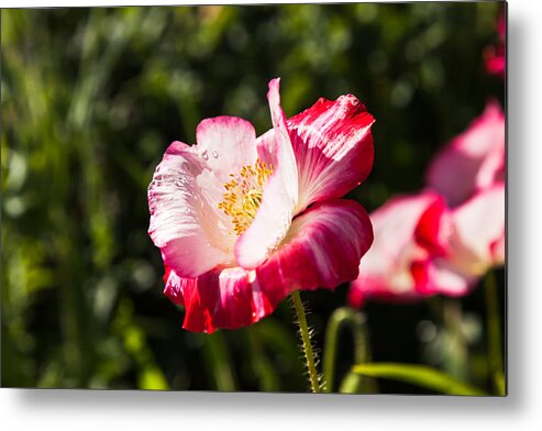Bellingham Metal Print featuring the photograph Peppermint Poppy by Judy Wright Lott