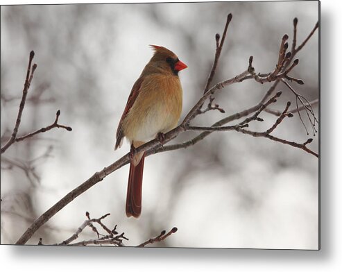 Northern Red Cardinal Metal Print featuring the photograph Perched Female Red Cardinal by Debbie Oppermann