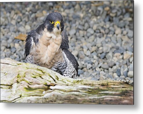 Peregrine Metal Print featuring the photograph Peregrine Falcon 2 by Harold Piskiel