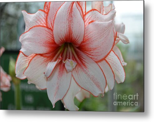 Amarylis Metal Print featuring the photograph Perfect Amarylis by DejaVu Designs
