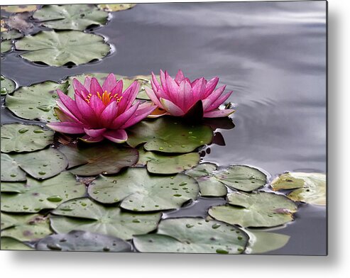 Pond Metal Print featuring the photograph Perfect pinks by Shirley Mitchell
