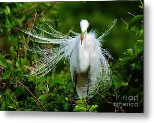 Great White Egret. Wading Bird Metal Print featuring the photograph Perfection by Julie Adair