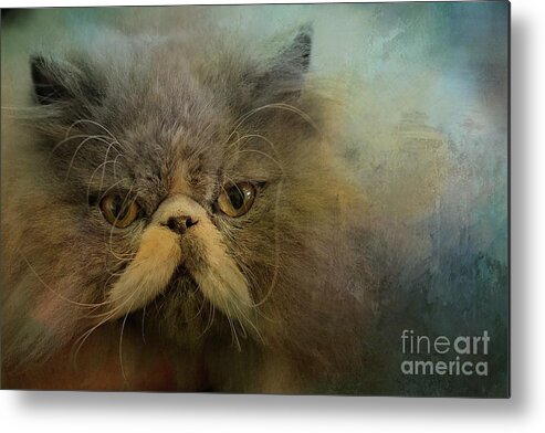 Cat Metal Print featuring the photograph Persian Beauty by Eva Lechner