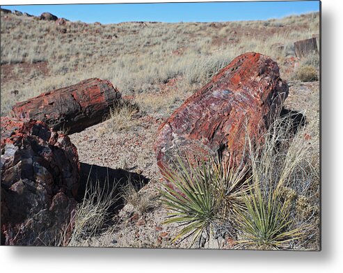 Petrified Forest Metal Print featuring the photograph Petrified Afternoon by Gary Kaylor