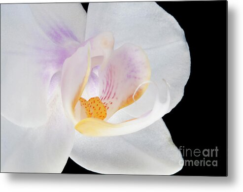 Angelini Metal Print featuring the photograph Phalenopsis I visit www.AngeliniPhoto.com for more by Mary Angelini
