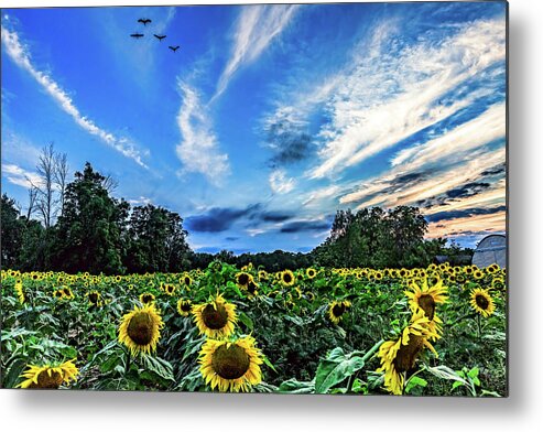 Sunflowers Metal Print featuring the photograph Photobomb by Joe Holley