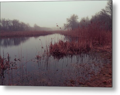 Andrew Pacheco Metal Print featuring the photograph Phragmites and Fog by Andrew Pacheco