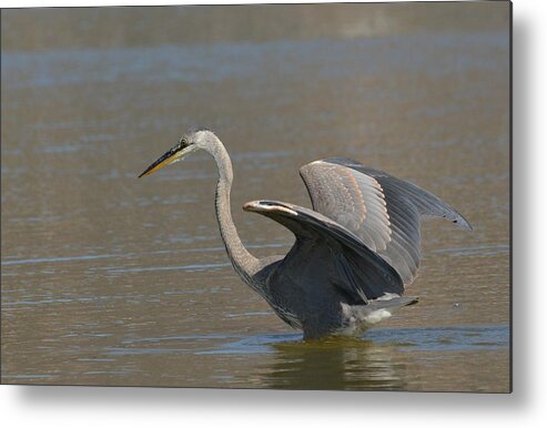 Great Blue Heron Metal Print featuring the photograph Picking The Moment by Fraida Gutovich