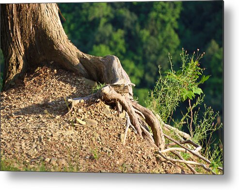 Tree Metal Print featuring the photograph Picture of a tree on a ledge by Susan Jensen