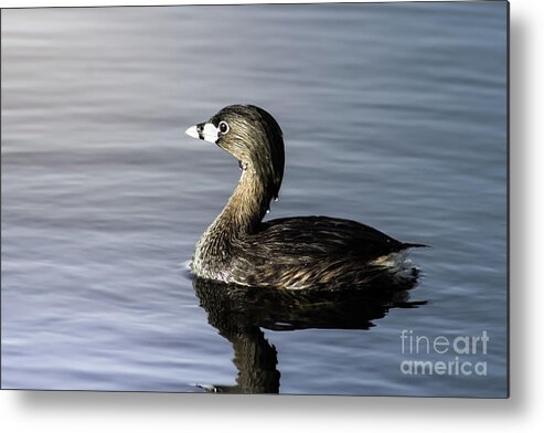 Nature Metal Print featuring the photograph Pied-Billed Grebe by Robert Frederick