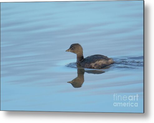 Pied Grebe Metal Print featuring the photograph Pied Grebe by Craig Leaper