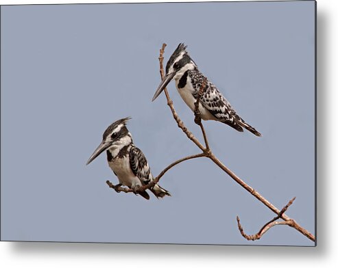 Pied Kingfisher Metal Print featuring the photograph Pied Kingfisher Pair by Aivar Mikko