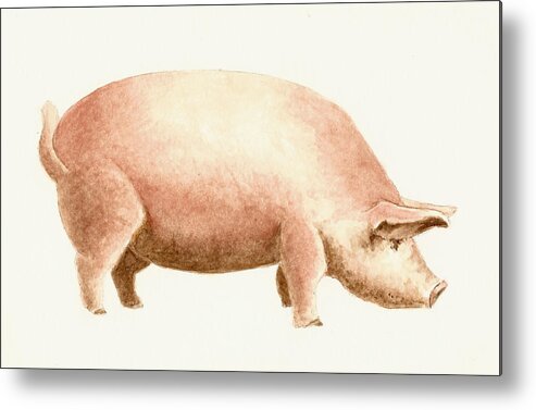 Animals Metal Print featuring the painting Pig by Michael Vigliotti