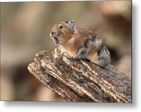 Pika Metal Print featuring the photograph Pika Barking From Rocktop Perch by Max Allen