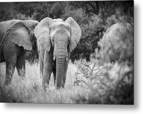 Mabula Private Game Lodge Metal Print featuring the photograph Pilanes National Park 11 by Erika Gentry