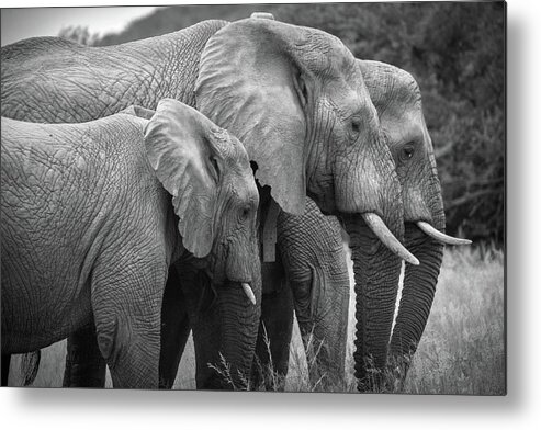 Mabula Private Game Lodge Metal Print featuring the photograph Pilanes National Park 9 by Erika Gentry