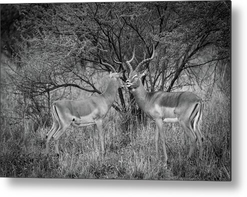 Impala Metal Print featuring the photograph Pilanesberg National Park 18 by Erika Gentry