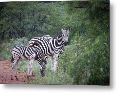Mabula Private Game Lodge Metal Print featuring the photograph Pilanesburg National Park 37 by Erika Gentry