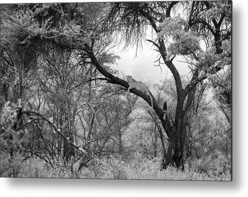 Mabula Private Game Lodge Metal Print featuring the photograph Pilanesburg National Park 38 by Erika Gentry