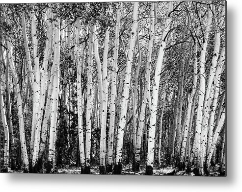 Sangre De Cristo Mountains Metal Print featuring the photograph Pillars Of The Wilderness by James BO Insogna