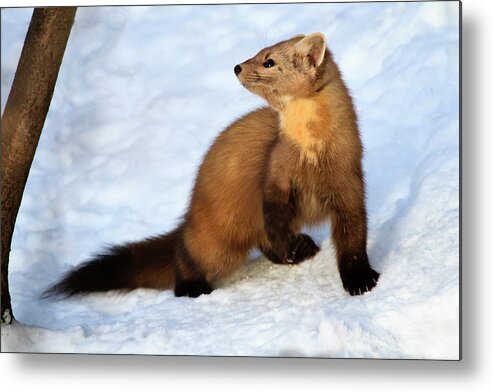 Wildlife Metal Print featuring the photograph Pine Martin by Gary Hall