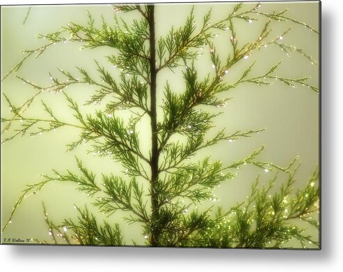 2d Metal Print featuring the photograph Pine Shower by Brian Wallace