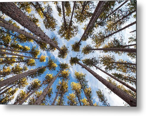 Pine Metal Print featuring the photograph Pine Tree Vertigo by Adam Pender