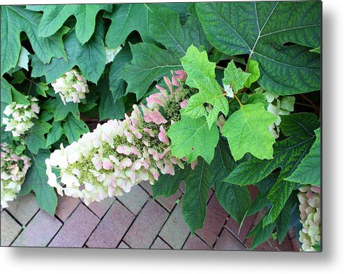 Pink Metal Print featuring the photograph Pink and Cream by Ellen Tully