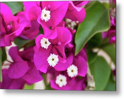 Flowers Metal Print featuring the photograph Pink and White Flowers by Douglas Killourie