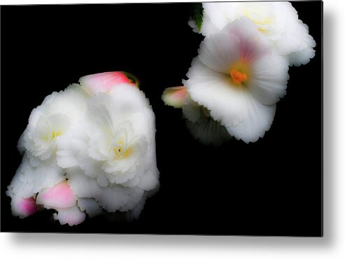 Flowers Metal Print featuring the photograph Pink and Yellow on White 1 by Lee Santa