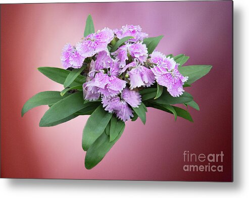 Flowers Metal Print featuring the photograph Pink Blooming Plant by Linda Phelps